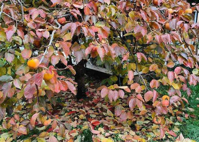 לינה וארוחת בוקר La Casetta Nel Borgo Cerisano